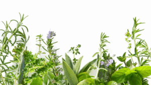 Cultivo de Plantas Medicinais: O Guia Completo Para Lucrar em 2025